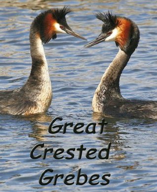 Read GREAT CRESTED GREBES OF NEW ZEALAND - A Photo Story of Courtship, Mating, Nesting, and Chick Rearing - Helen Blake file in PDF