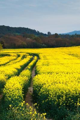 Download Mindblowing Yellow Rapeseed Field Journal: 150 Page Lined Journal -  | ePub