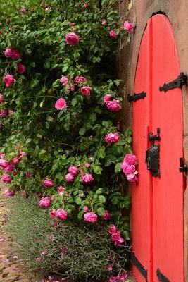 Read Online A Red Door and Pink Garden Roses: Blank 150 Page Lined Journal for Your Thoughts, Ideas, and Inspiration -  file in PDF