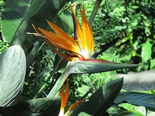 Download Bird of paradise flower plant: Strelitzia reginae - W. Tohme | PDF